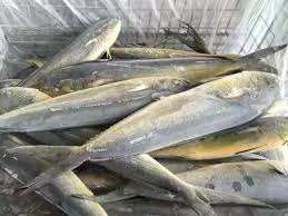 Haute qualité 2-4 kg IQF congelé entier rond Mahi Mahi bon prix approvisionnement en vrac pour les poissons - Product Image 4