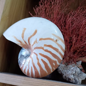 เปลือกหอยแบบเกลียวขัดเงาของเวียดนามสำหรับการตกแต่งภายในที่หรูหราการแสดงศิลปะและการตกแต่งแนวชายฝั่ง - Product Image 6