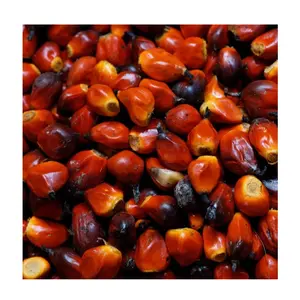 Best Factory Price Dry Fruit Nuts Palm Kernels Nuts At Cheap Price