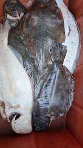 Halibut du Groenland IQF Congelé en Vrac, Qualité Premium, Processus BQF, 100% Frais, Certifié ISO HACCP HALAL, 0,03 kg, Origine Canada, Disponible à la Vente - Product Image 5