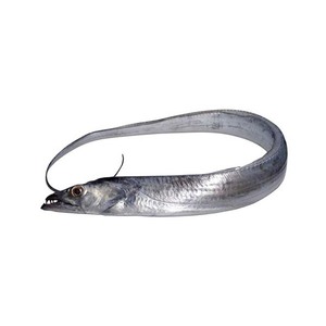 Fresh Frozen Whole Frozen Fresh Ribbon Pescado Precio Mercado Vida útil 2 años - Product Image 1