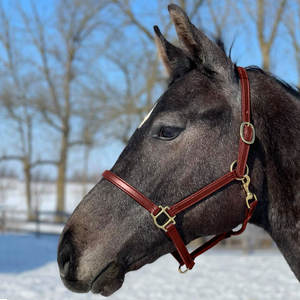 Licou de luxe 3/4 "avec mousqueton - Product Image 2