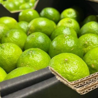 VTP VIETNAM ZAADLOZE VERSE GROENE CITROEN 5cm 100% NATUURLIJK VOORDELIGE PRIJS
