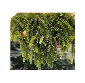 Tendance chaude raisins de mer déshydratés/algue de délicatesse vietnamienne/mariné dans l'eau salée - Product Image 1