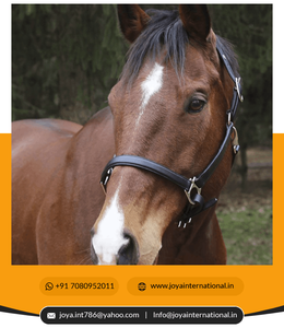 Haute qualité mode confortable doux confortable tous les jours licou nouveau cuir cheval licous non vivace - Product Image 2