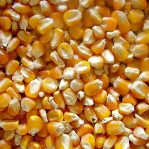 Maíz Amarillo Blanco Seco para Alimentación Animal, Maíz Maduro No Glutinoso a Granel - Product Image 4