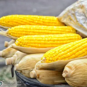 Un fornitore di mais di grado giallo