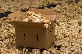 Gingembre frais biologique à la texture fibreuse épicée pour des bienfaits culinaires et de santé disponibles à des prix de gros - Product Image 3