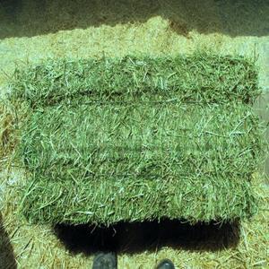 Alfalfa Hay for Animal <b>Feed</b> Fresh and Pure Bulk Wholesale Best for Cattle and Horses Order Now for Top Quality - Product Image 1