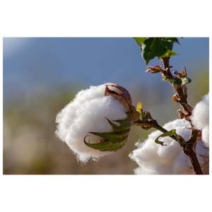 Mejor precio (Gossypium Barbadense)100% algodón crudo orgánico blanqueado ecológico entrega rápida al por mayor Stock relleno giratorio - Product Image 1