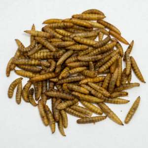 Zengin Protein toptan tahıl ücretsiz yüksek Protein kurutulmuş siyah asker cesur Fly Pupa küçük evcil - Product Image 1
