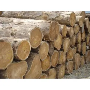 Best Bay Oak Wood Logs and Oak/ Beech/ Spruce Logs 25 + in Diameter Available to our customers