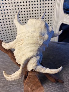 Spike <span class=keywords><strong>Sea</strong></span> Shell đèn Thủ công mỹ nghệ tác phẩm nghệ thuật tự nhiên Nữ Hoàng vỏ ốc xà cừ phòng ngủ trang trí lớn vỏ ốc xà cừ phẳng - Product Image 4