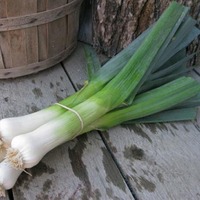 POIGNÉE FRAÎCHE VENTE EN GROS/FOURNISSEUR DE POIGNÉE BIOLOGIQUE EN VRAC/EXPORTATION DE QUALITÉ FERME DIRECTE