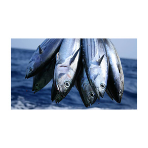 Compre atum online Atum de peixe compra a granel Atum fresco por atacado - Product Image 4