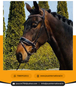 Brida para Caballo de Cuero Negro Charol de Alta Calidad, Nuevo Diseño a Precio Competitivo, Productos Plegables para Caballos - Product Image 5