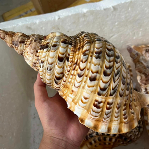 Vietnam Copper Alloy Trumpet Brass Instrument for Music Performance Band Orchestra Practice and Stage Playing - Product Image 1