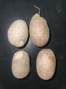 Red and White Eri <b>Silk</b> Cocoons by Peace for Yarn and <b>Fiber</b> Supply Stores Resale - Product Image 4