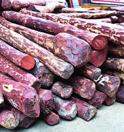 Gỗ tự nhiên zitan gỗ đàn hương đỏ có sẵn trên toàn thế giới từ các nhà cung cấp đáng tin cậy cho sử dụng Y Tế với giá chiết khấu