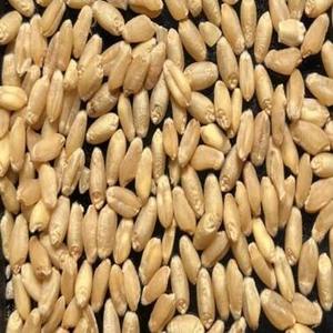 Grano de Trigo Cosechado a Granel, Granos Naturales para Molienda, Panificación, Elaboración de Cerveza, Procesamiento de Alimentos y Uso Industrial, en Venta - Product Image 1