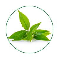 Poudre de thé noir instantané 35% polyphénols, extrait d'eau, extrait végétal naturel, emballage en fût pour usage industriel