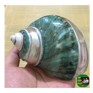 Coquille de conque décorative, coquille de conque naturelle Turbo Shell fournisseur en gros pour la décoration, coquille de conque bleue non polie propre - Product Image 3
