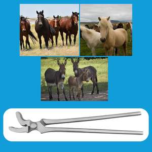Novedad 2025 ARISTON INTERNATIONAL Alicates para Pezuñas de Caballo de Acero Inoxidable Duradero de Alta Calidad, Instrumentos Veterinarios CE - Product Image 5