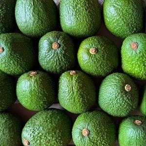 Avocat de haute qualité 100% frais - Fruit tropical de forme poire, chair jaune-verte, prix compétitif, ferme du Vietnam pour la vente en gros - Product Image 4