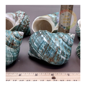 Coquilles turbo vertes vietnamiennes naturelles Top Ocean Cadeaux pour décorations de bord de mer et à des fins d'exportation - Product Image 6