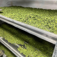 Feuilles de pissenlit séchées de qualité supérieure | Herbe naturelle pour le thé et la désintoxication | Exportation en vrac
