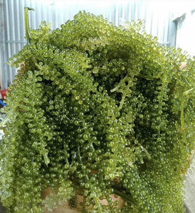 Vietnam Sea Grapes Seaweed Caulerpa Lentillifera for Salad Sushi Fresh Food Ingredient Kitchen and Cafe Use - Product Image 5