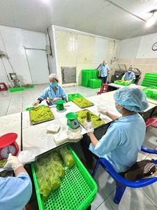 Venta al por mayor de aguacate congelado de Vietnam 100% fuente fresca y natural excelente para mercados conscientes de la salud - Product Image 2