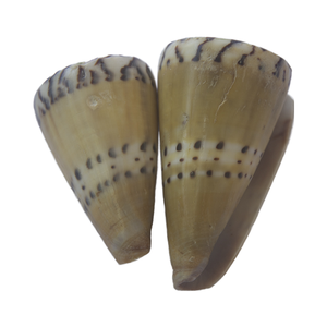 Conus Capitaneus SEASHELL Bijoux en coquillage poli, motif vert jaune, coquille Caspla taille 6-8cm - Product Image 1