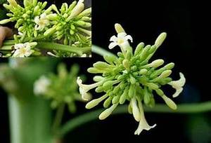 ชาสมุนไพรจากเวียดนามทำจากมะละกอสำหรับผู้ชายแห้งฉลากธรรมชาติสะอาด - Product Image 3