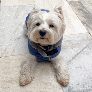 Cappotto per Animali Hearts&Homies 40cm Blu - Product Image 6