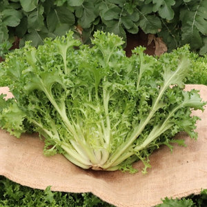 Chicorée d'endives en gros: Légumes à feuilles amères de qualité supérieure du fournisseur en vrac - Product Image 3