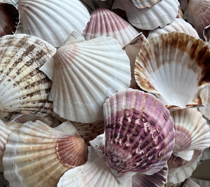 Concha de Vieira para mariscos, caja de regalo para servir, presentación, estilo de boda y decoración de mesa de hospitalidad - Product Image 3