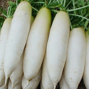 RADIS BLANC CONGELÉ EN GROS PRÊT À CUIRE - Product Image 2