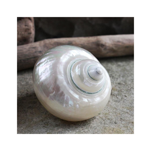 Conchas marinas vietnamitas Turbo Burgess: especímenes de alta calidad para coleccionistas - Product Image 2