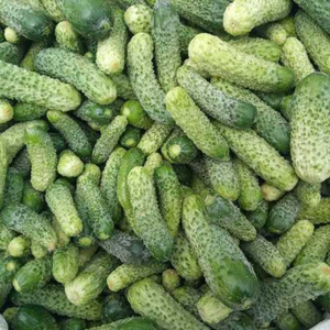 แตงกวาดองสำหรับส่งออก - Product Image 6