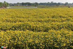 Fleur de camomille séchée de qualité supérieure Meilleur prix pour les acheteurs en vrac 2025 - Product Image 5