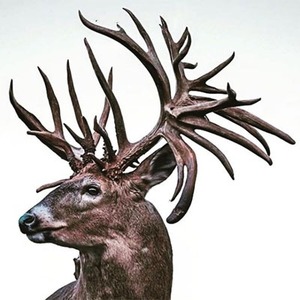 Calidad GradeRed Deer Antler Capital Altura 104 CM Muy fuerte Deer Antlers Deer para la venta - Product Image 2