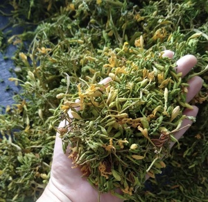 2024 Vietnam cultivado hombre Papaya flor té hierba aceite seco sabor semillas bolsa/paquete al vacío calidad de exportación - Product Image 4