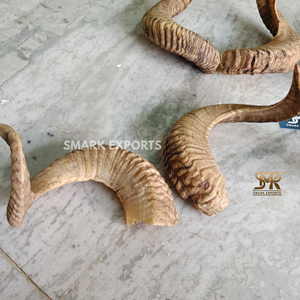 Vrais cornes de mouton de 2 pièces pour la décoration murale, la décoration intérieure et l'exposition en taxidermie, cornes courbées naturelles pour la décoration rustique de ferme - Product Image 4