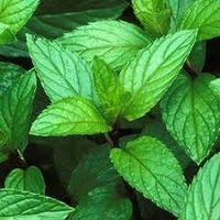 Vente flash : Feuilles de menthe poivrée 100% naturelles pour les mélanges de tisanes, la cuisine, les boissons et l'extraction d'huiles essentielles