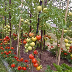 Piquets de bambou carrés du Vietnam-1m de long, durables pour la construction et l'agriculture - Product Image 1