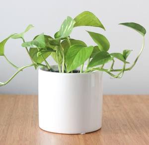 Ensemble de pots de fleurs en céramique blanche minimaliste, porte-plantes décoratif d'intérieur durable, accent moderne pour la maison - Product Image 1