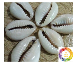 Cuentas naturales de concha de cauri, conchas de cauri blancas de alta calidad, producto de concha marina de Vietnam para decoración, la mejor oferta, concha marina para exportar - Product Image 6