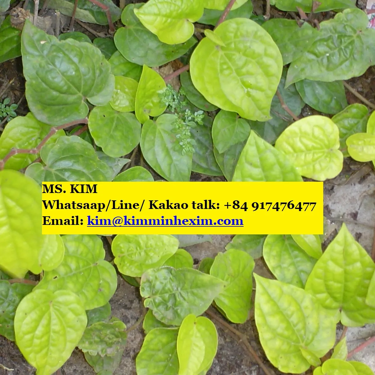 Jual Daun Sirih Segar Harga Murah