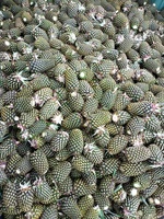 Verse En Heerlijke Md2 Ananas Tegen Goedkope Prijs-Hoge Kwaliteit Zoete Ananas Export Naar Eu, Usa, Japan, Etc Anna Do + 84982153058